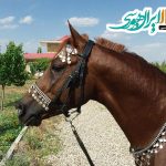اسب عرب سیلمی