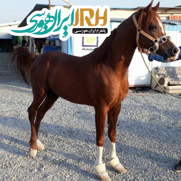 فروش اسب عرب یک سر وارداتی