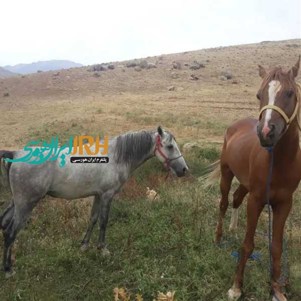 دو اسب نژاد کرد و عرب