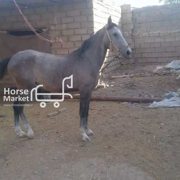 اسب اصیل عرب
