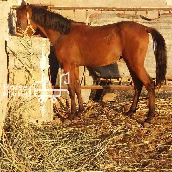 اسب نریون یک ساله عرب
