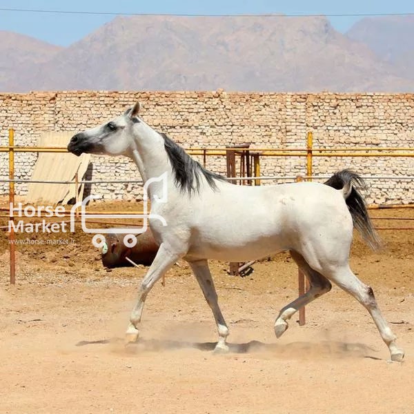 اسب مادیان عرب خالص ایرانی