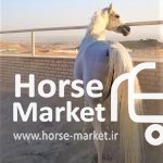 فروش و تهاتر  برترین اسبِ‌های عربِ دنیا در ایران