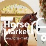 فروش و تهاتر  برترین اسبِ‌های عربِ دنیا در ایران