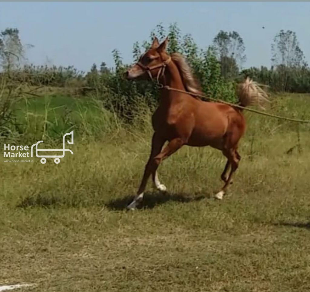 کره اسب عرب مصری میکروچیپ شده
