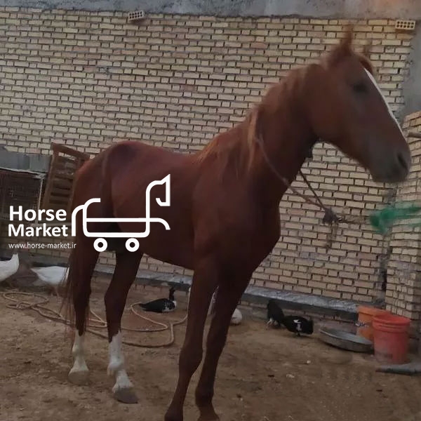 اسب نریون اصیل عرب