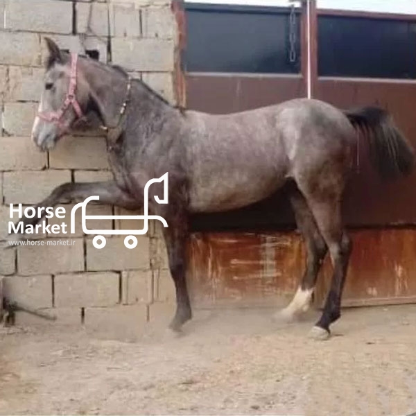اسب کورد عرب
