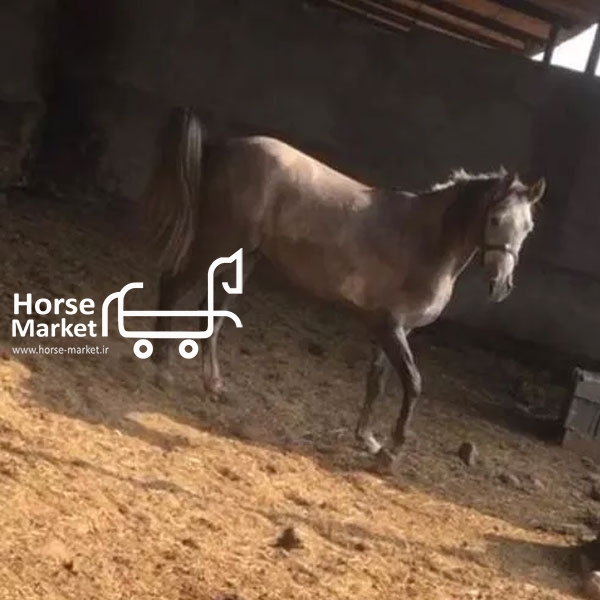 اسب اصیل عربی