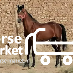 فروش فوری و مناسب یک راس اسب جوان و اماده سواری