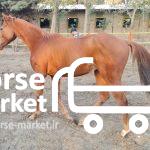 فروش کره اسب