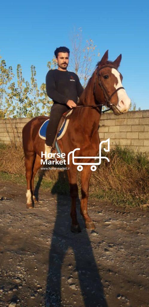 اسب تروبلد ۶ ساله نریون کران قد ۱.۶۴