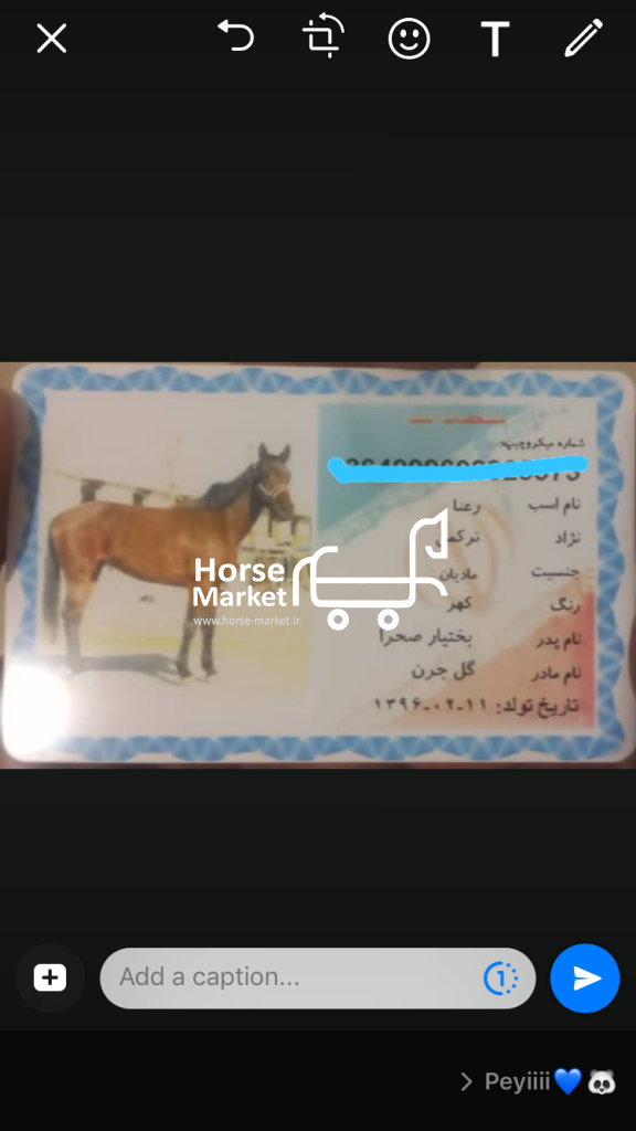 اسب ترکمن