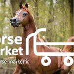 خرید و فروش اسب های نژاد عرب و نژاد اسپرت ( پرشی )