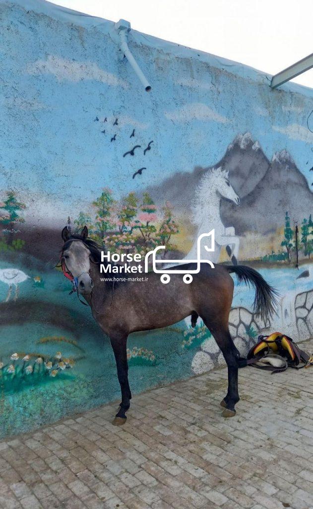 کره اسب نریان کرد ۳ ساله با اخلاق دم گیر و پرخون