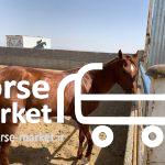 اسب ترکمن ۴ساله با مدارک