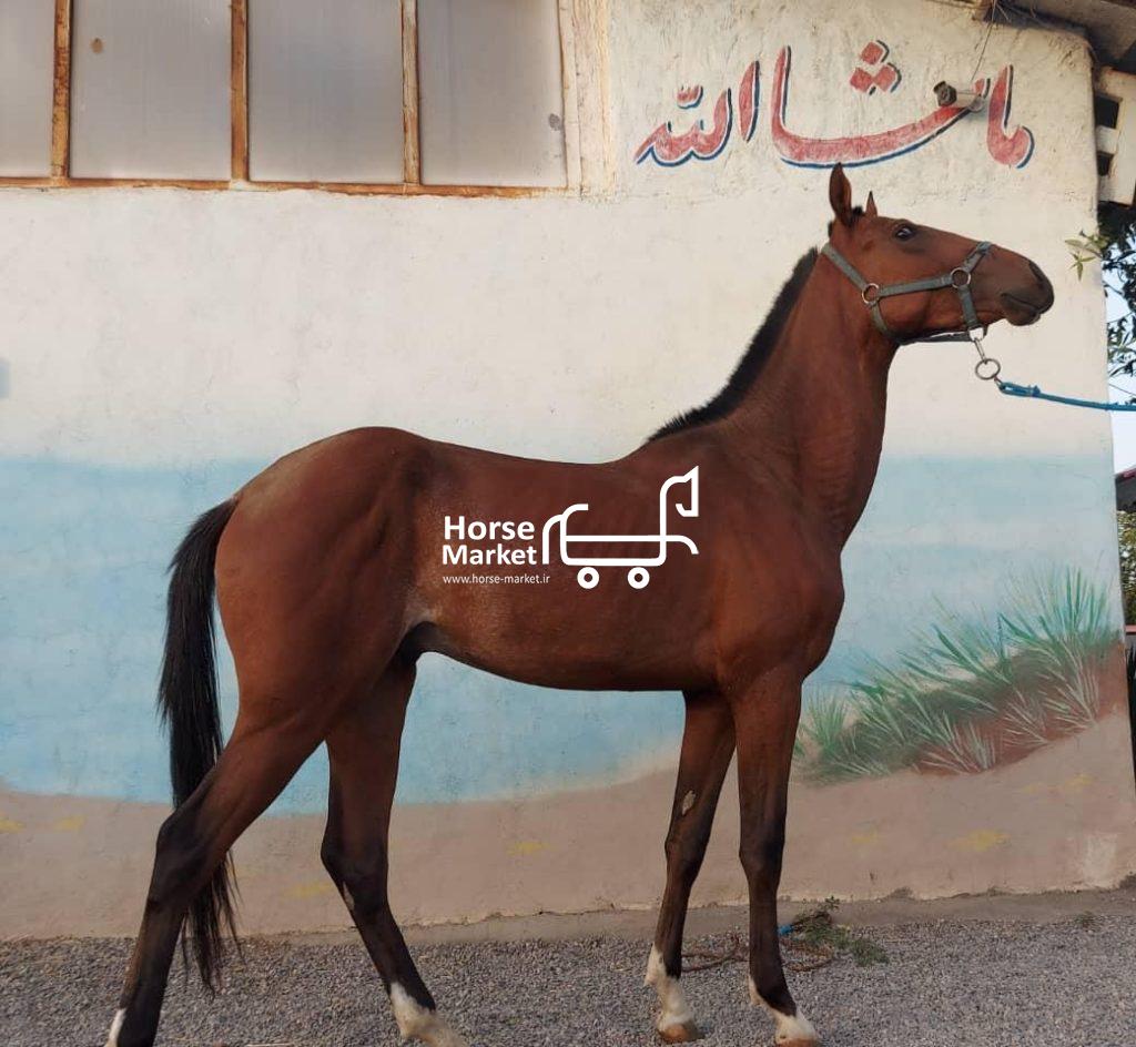 اسب ترکمن خالص