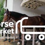 خرید و فروش اسب های نژاد عرب و نژاد اسپرت ( پرشی )