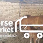 فروش یک راس اسب با کره نر سه روزه