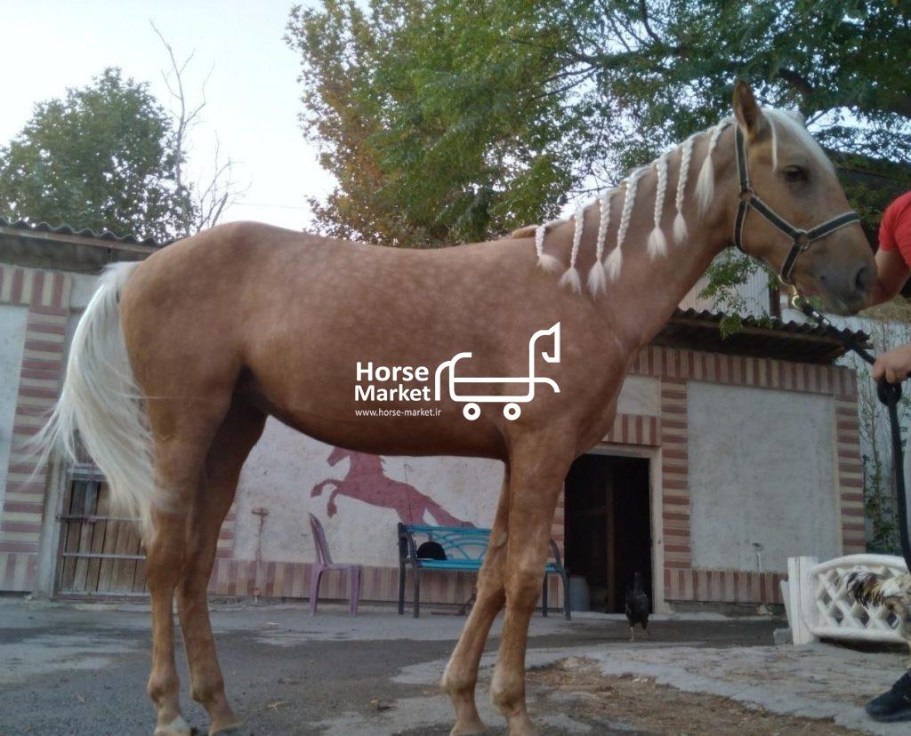 اسب ترکمن سمند