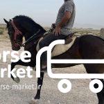 اسب اصیل ترکمن پاسپورت دار و قهرمان زیبایی