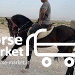 اسب اصیل ترکمن پاسپورت دار و قهرمان زیبایی