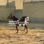 کره اسب مادیان درشور رده خونی چاپار(بازدید شیراز)