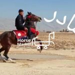 کره اسب مادیان درشور رده خونی چاپار(بازدید شیراز)