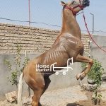 اسب نژاد ترکمن سمند یال و دم شسته