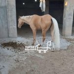 اسب نژاد ترکمن سمند یال و دم شسته