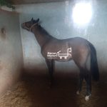 کره اسب یکساله ترکمن