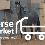 فروش یک راس کره اسب