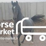 فروش یک راس کره اسب