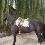 مادیان ترکمن ورزشی آبستن اسب
