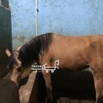 اسب مادیان عرب ترکمن