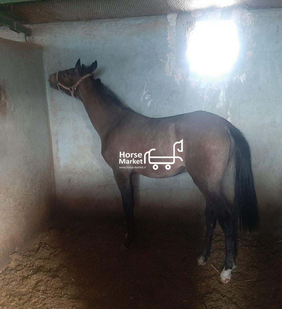 کره اسب یکساله ترکمن