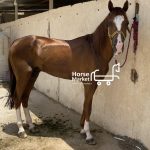 اسب ترکمن یموت
