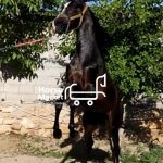 اسب جوان و پرخون نژاد کرد