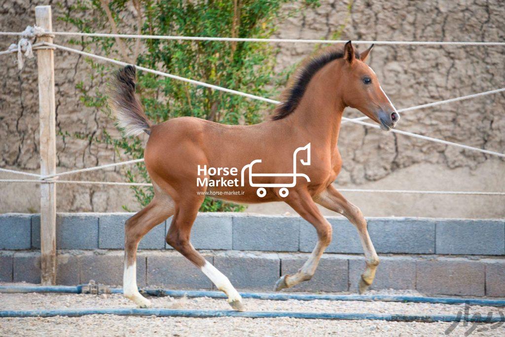 فروش کره اسب ۶ ماهه دره شور