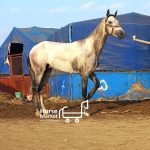 اسب خالص ترکمن بامدارک کامل فدراسیون