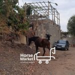 اسب مادیان درهشوری با شجره و پدر و مادر تایید