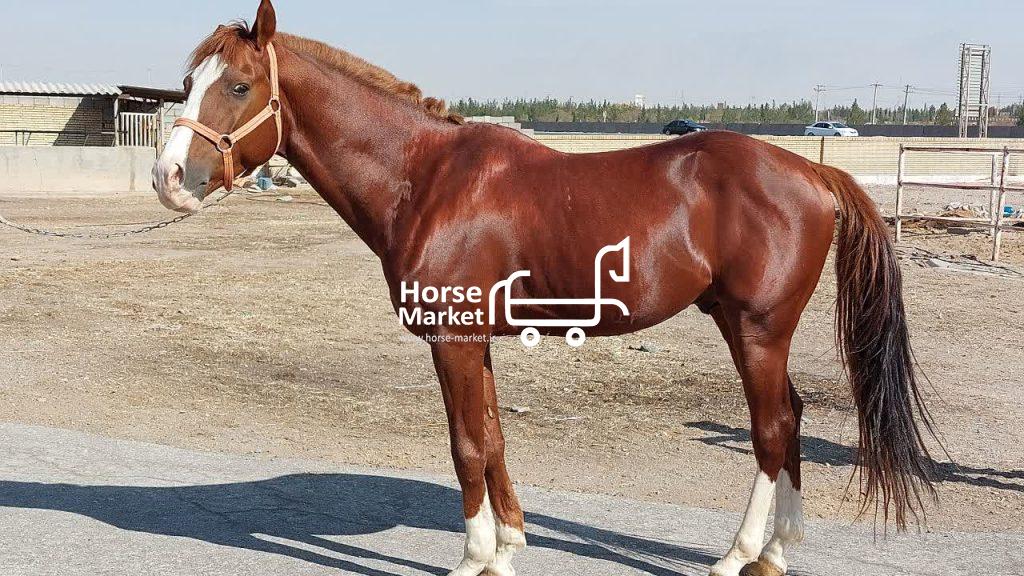 فروش اسب نریان عرب