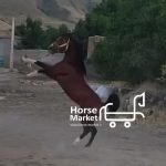کره اسب کرد آشیل