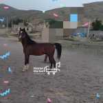 کره اسب کرد آشیل