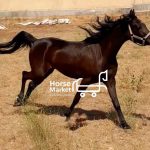 اسب مادیون عرب ویک نریون کرد