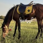 نریون ترکمن ،کورسی زیبا شناسنامه دار اسب