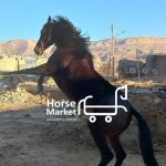 نریون ترکمن ،کورسی زیبا شناسنامه دار اسب