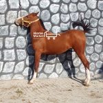 اسب کره مادیان درشوری خط خونی چاپاری
