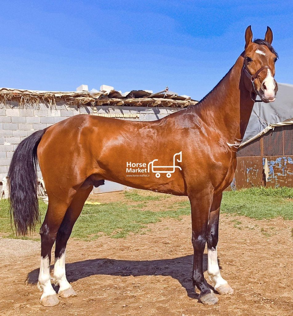 اسب ترکمن