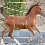 فروش کره اسب مادیان ۸ ماهه دره شور