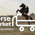 خرید فروش اسب عرب